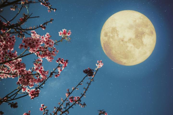moon-flowers_jakkapan-ss_flip_full_width